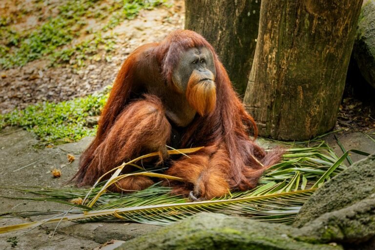 Kehidupan Orangutan di Hutan Kalimantan Timur