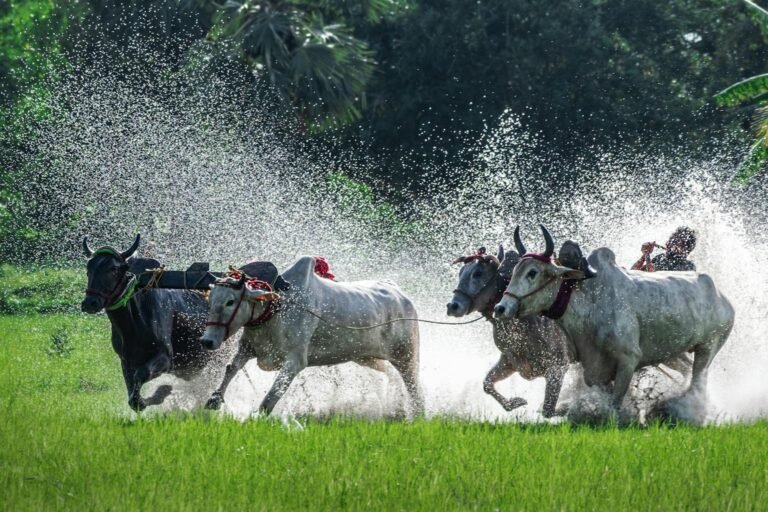 Tradisi Karapan Sapi Madura yang Mendebarkan